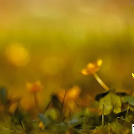 מלון Maison Mere